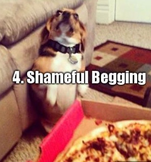 The Four Stages of Pizza Negotiation - 9GAG, Translation, Dog, Pizza