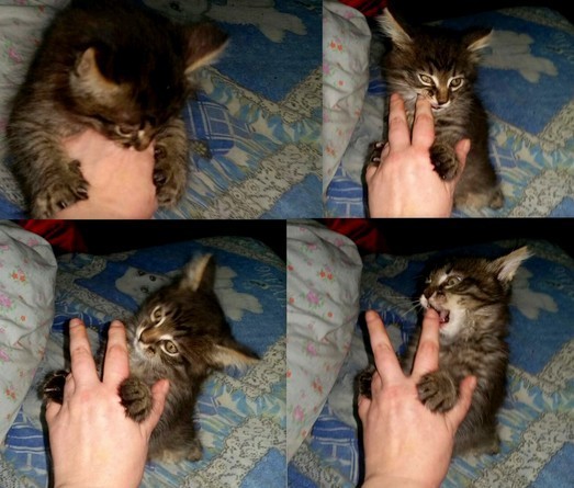 I will defeat you, evil hand! - My, Kittens, Catomafia, Mustachioed - Striped, cat