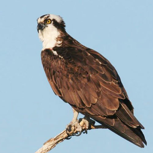 Bird 2018 - Birds, Predator birds, Osprey, , 2018, Longpost