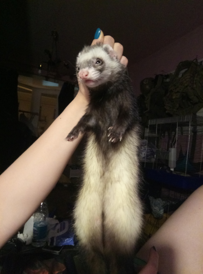 predator - My, Ferret, Funny Ferrets