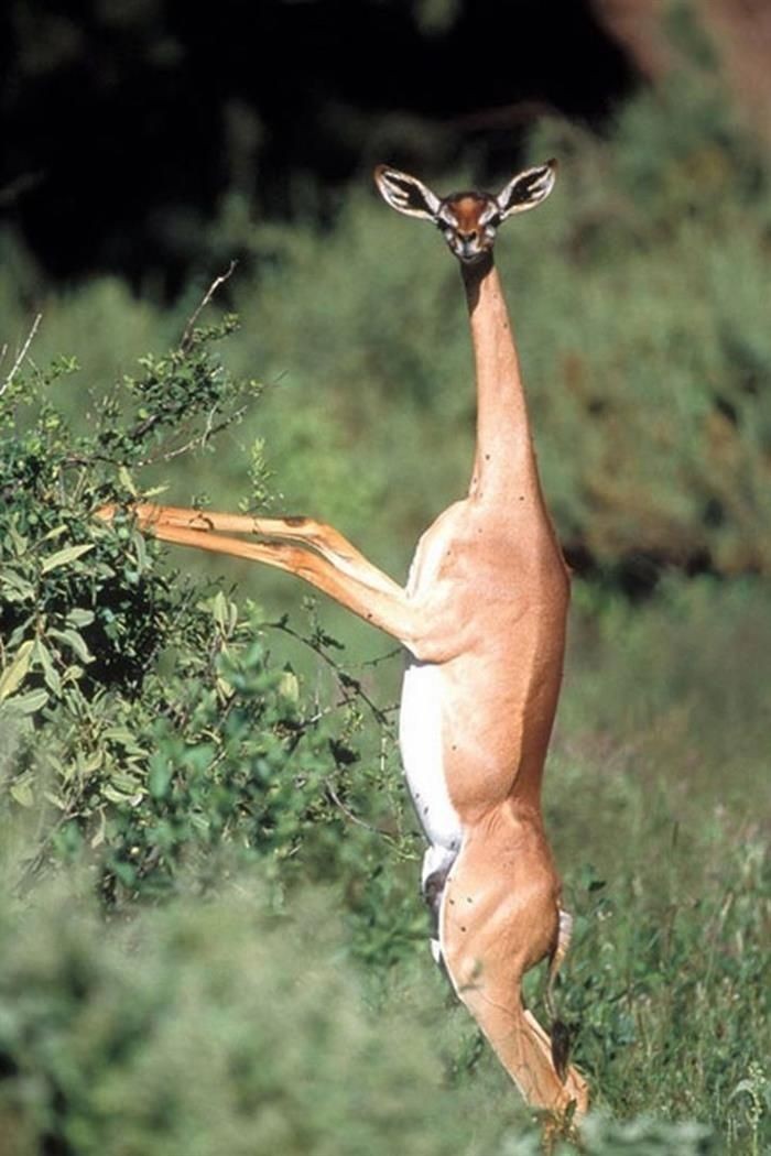 Gerenuk - Animals, Africa, Nature, The photo, Giraffe Gazelle, Longpost