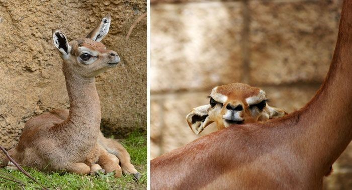 Gerenuk - Animals, Africa, Nature, The photo, Giraffe Gazelle, Longpost