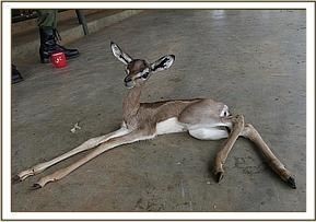 Gerenuk - Animals, Africa, Nature, The photo, Giraffe Gazelle, Longpost