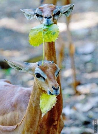 Gerenuk - Animals, Africa, Nature, The photo, Giraffe Gazelle, Longpost