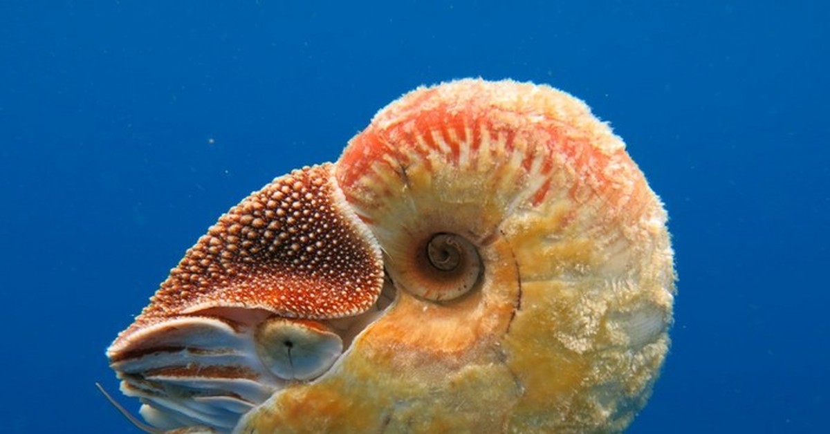 Головоногие голова. Наутилус головоногие. Наутилус моллюск. Наутилус Помпилиус моллюск. Головоногие моллюсков Наутилус.
