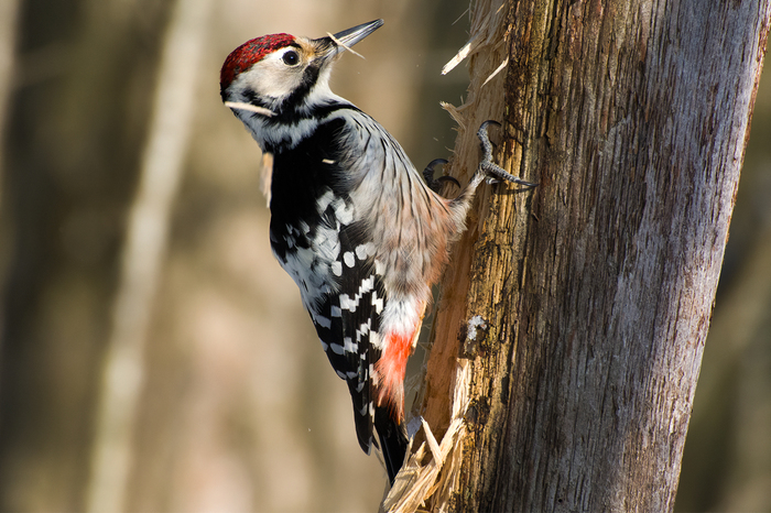 White-backed woodpecker - My, Birds, Woodpeckers, The photo, , Leningrad region