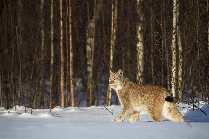 Lynx on the hunt - Lynx, Winter, Hunting, Valery Maleev