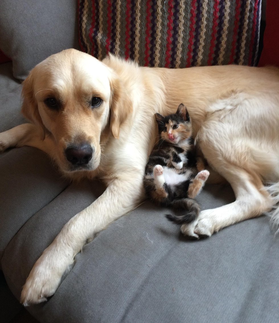 Кот в собаках 2. Кошки и собаки. Ретривер и кошка. Лабрадор и кошка. Две собаки.