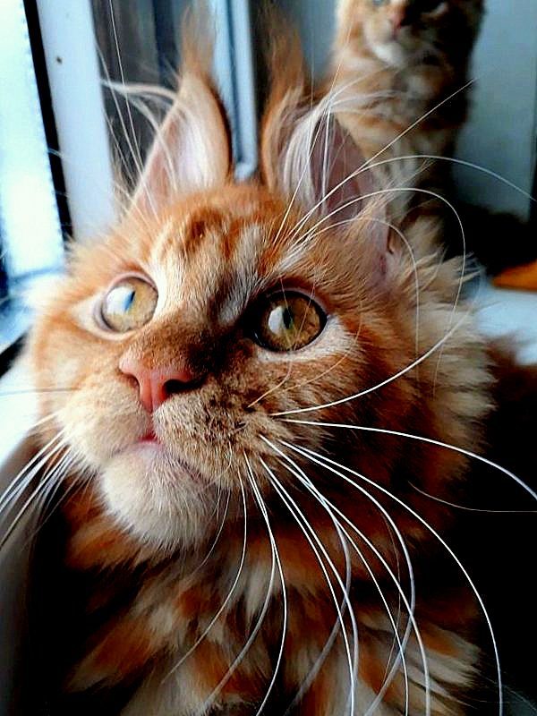 I want to share sunshine! Our redheads! Maine Coon kittens! - cat, Kittens, Maine Coon, , My, , Longpost