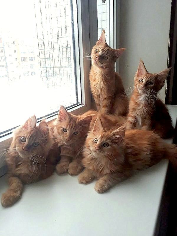 I want to share sunshine! Our redheads! Maine Coon kittens! - cat, Kittens, Maine Coon, , My, , Longpost