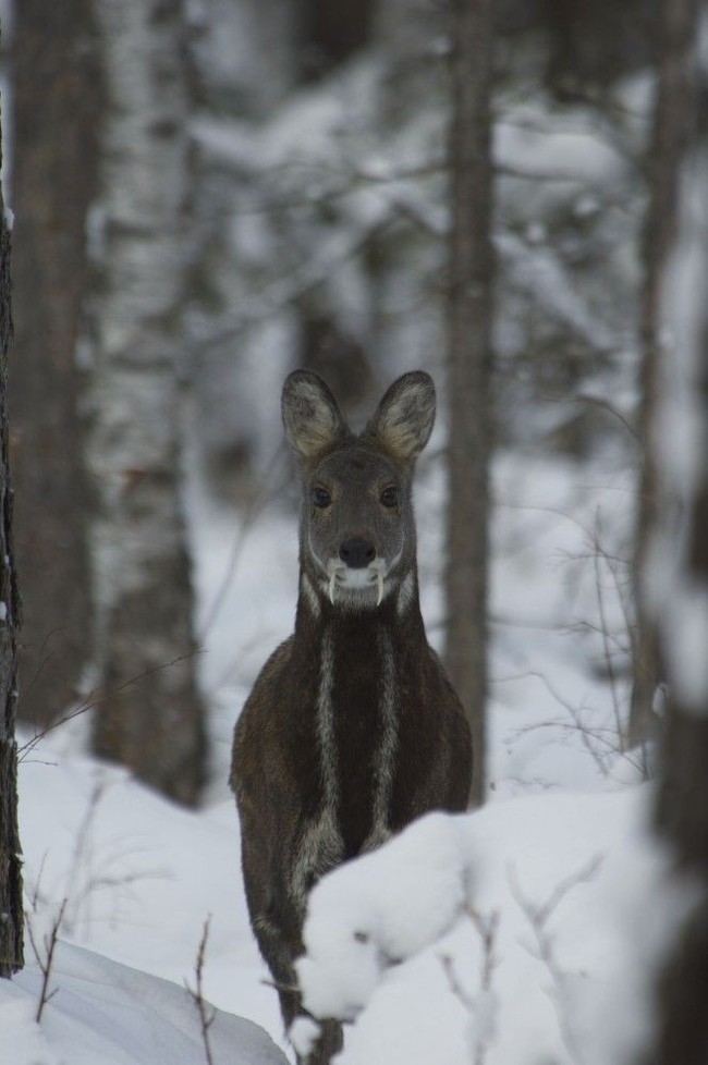 Musk deer - Musk deer, Russia, Animals, The photo, Longpost