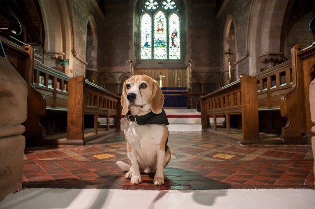“Coming to the office, people receive a booklet with Basil's services…” The dog is a mourning therapist: is this possible?! - Beagle, Support, , Dog, Animals, Longpost, Funeral