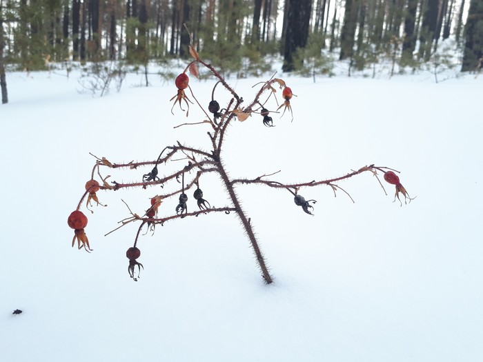 Walk in the woods - Winter, My, Longpost, Dog, Forest