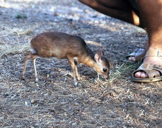 pygmy antelope - Animals, The photo, , Longpost