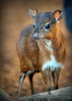 pygmy antelope - Animals, The photo, , Longpost