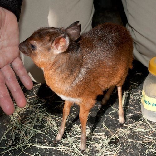 pygmy antelope - Animals, The photo, , Longpost