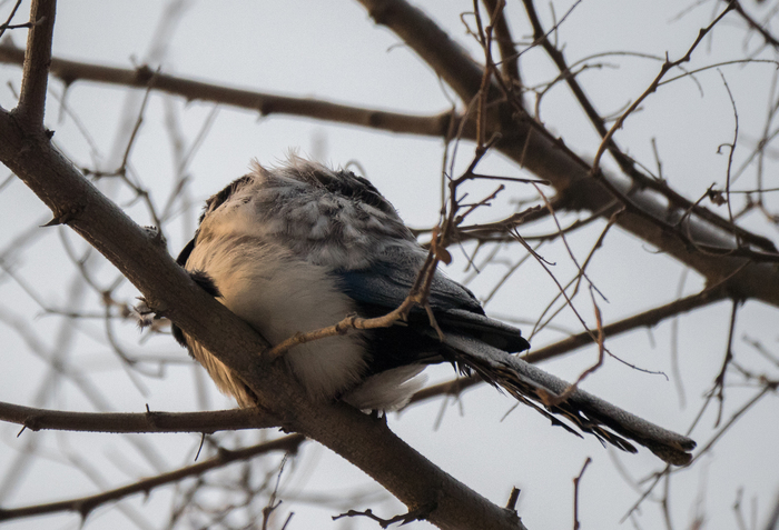 Common magpie (another sufferer) - My, Magpie, , Birds, , The rescue, Longpost