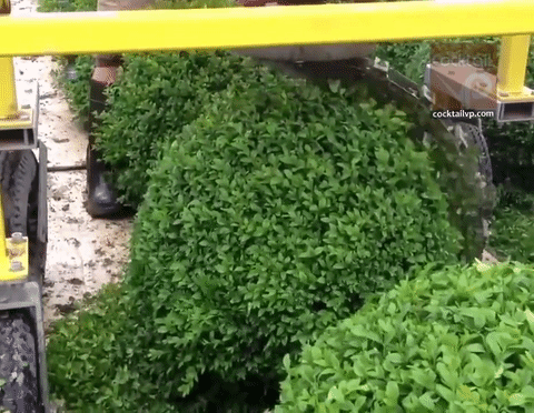 The perfectionist in me rejoices - Perfectionism, , Jubilation, Стрижка, Bush, Bushes, GIF