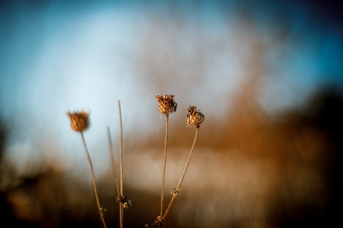 Spring is coming soon - My, Spring, Zuiko, Deadwood