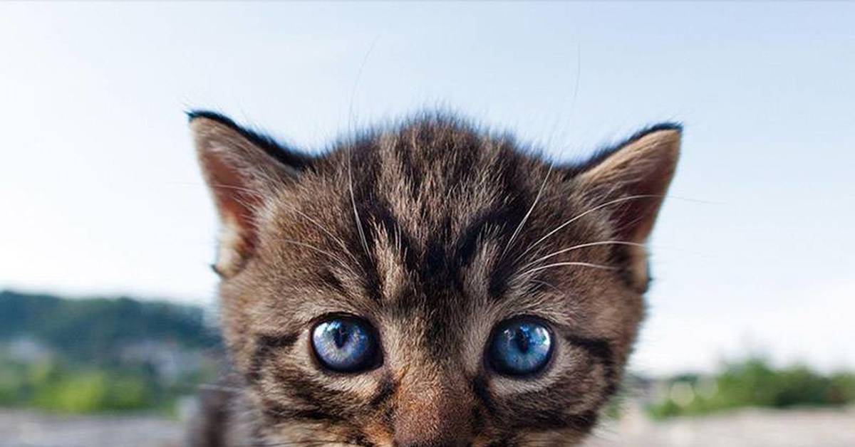 Котан | Пикабу