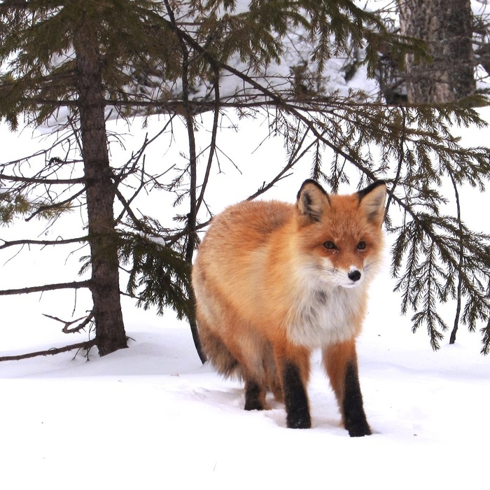 ������� ��������� �� ������������ �������