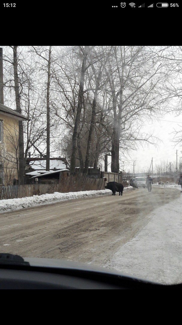 In Perm, a wild boar walks the streets of the city - Boar, Permian, Longpost