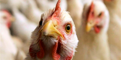 Belarus restricts poultry imports due to bird flu - Agronews, Birds, Republic of Belarus, Flu, Virus, France