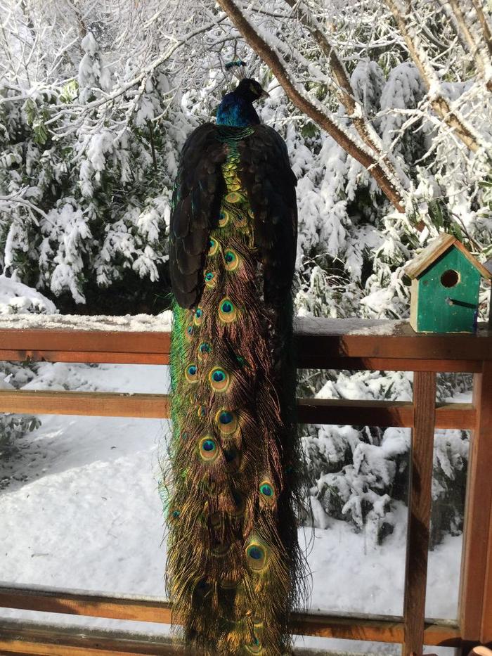 Here we finally have snow. - My, Peacock, , Gibsons, Winter, Birds