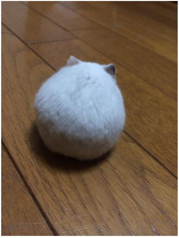 Everything ideal in this world strives for the shape of a ball. - Hamster, Ball, Milota, Animals