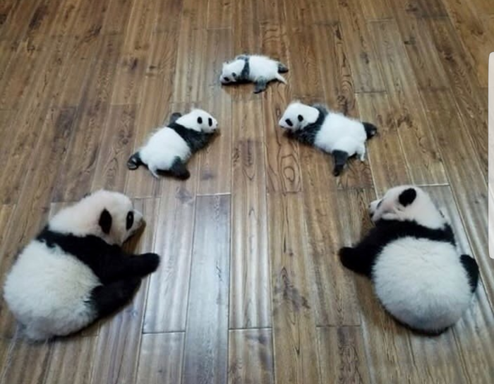 Безосновательный пандаугольник