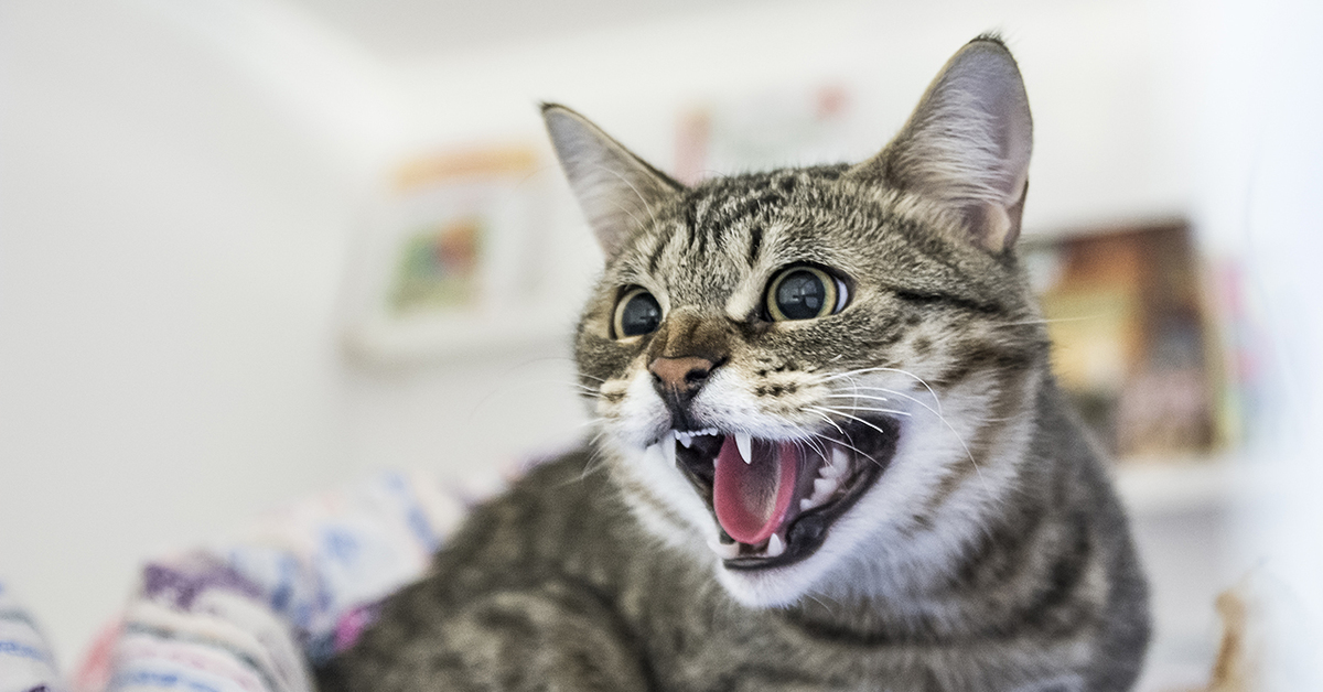 Почему котята шипят. Агрессивная домашняя кошка. Шипящий кот. Кот рычит. Кот шипит.