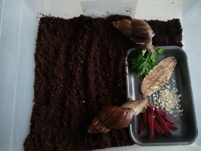 Snails have breakfast ^-^ - My, Snail, Achatina, Longpost, Fulika