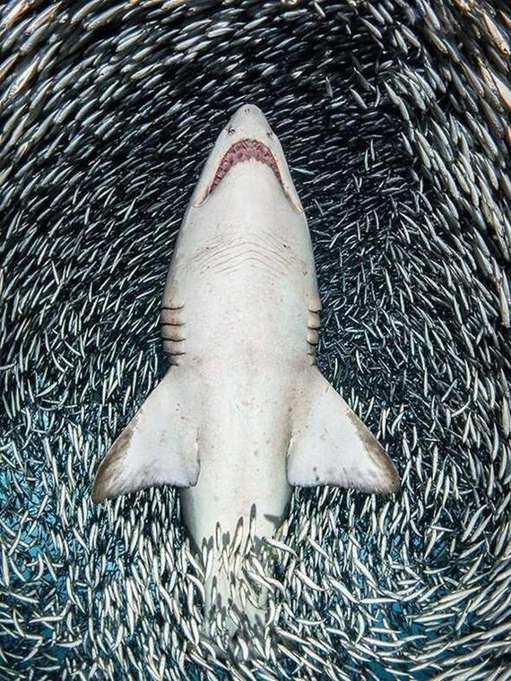 A feast for the whole world. - Shark, A fish, Water, Reddit, Underwater world