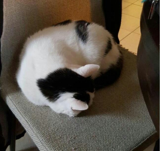 It looks like a panda, but it doesn't - Panda, cat