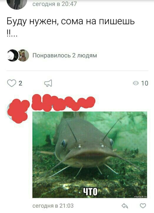 Who called the catfish - My, Catfish, In contact with