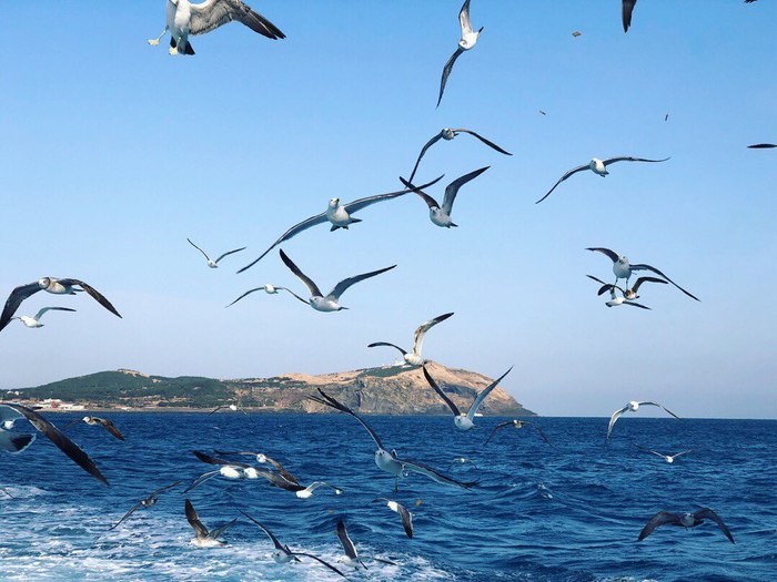 151914362617561544 чеджу еда что это