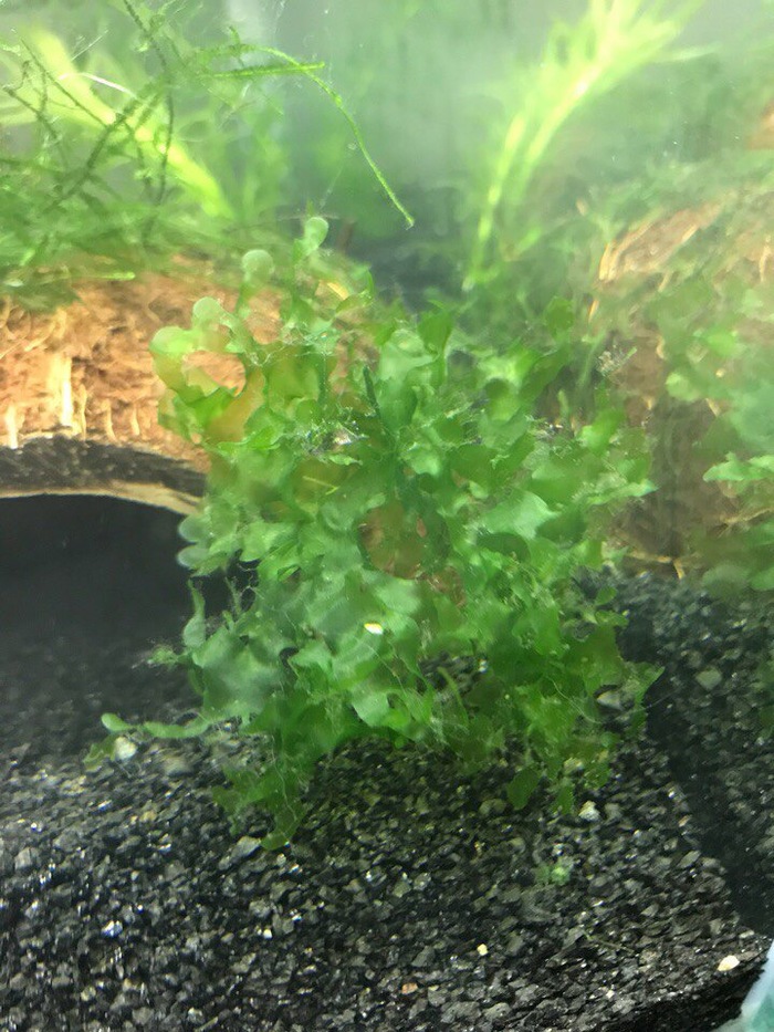 Помогите опознать растение!