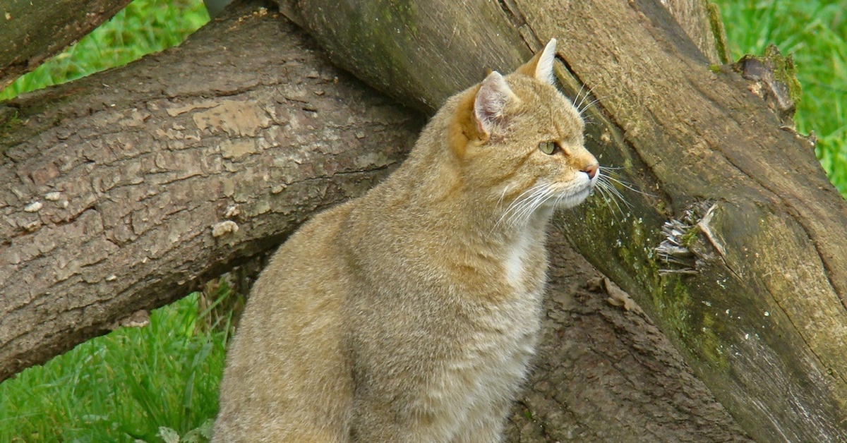 Фото катнепа. Европейская Дикая Лесная кошка. Европейский дикий Лесной кот. Лесной камышовый кот. Кавказский камышовый кот.