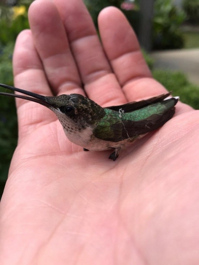 Rescue this little bird stuck in a web - Birds, Hummingbird, Reddit