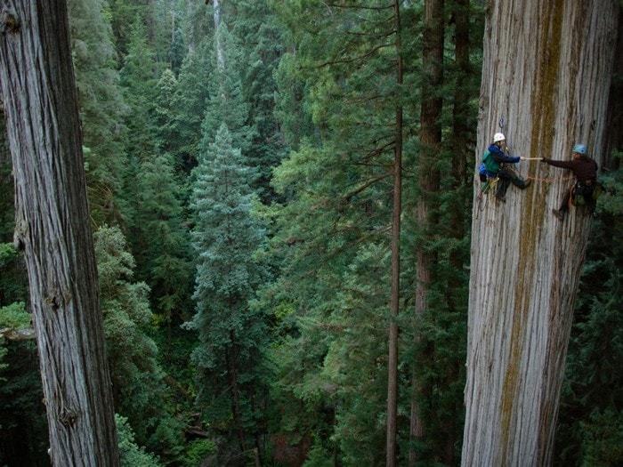 The tallest tree in the world - Travels, Interesting, Facts, Longpost