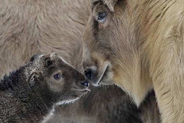 Takin - Animals, The photo, Longpost