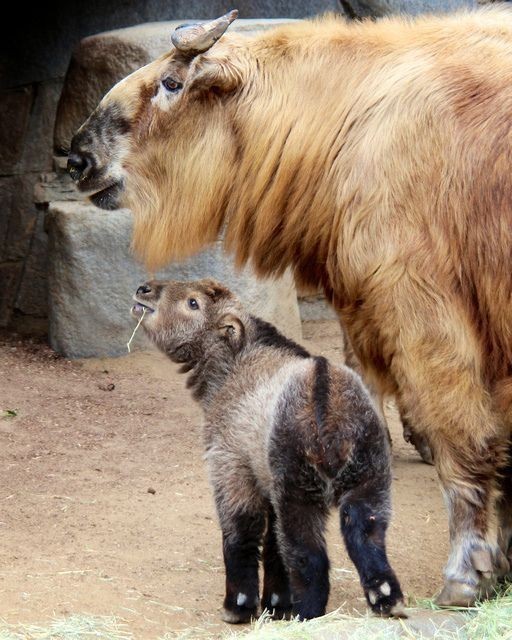 Takin - Animals, The photo, Longpost