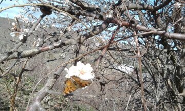 Butterfly on an almond tree. - My, Spring, Butterfly, Almond, Crimea