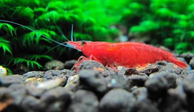 A little about shrimp - Shrimps, Aquarium, , Longpost