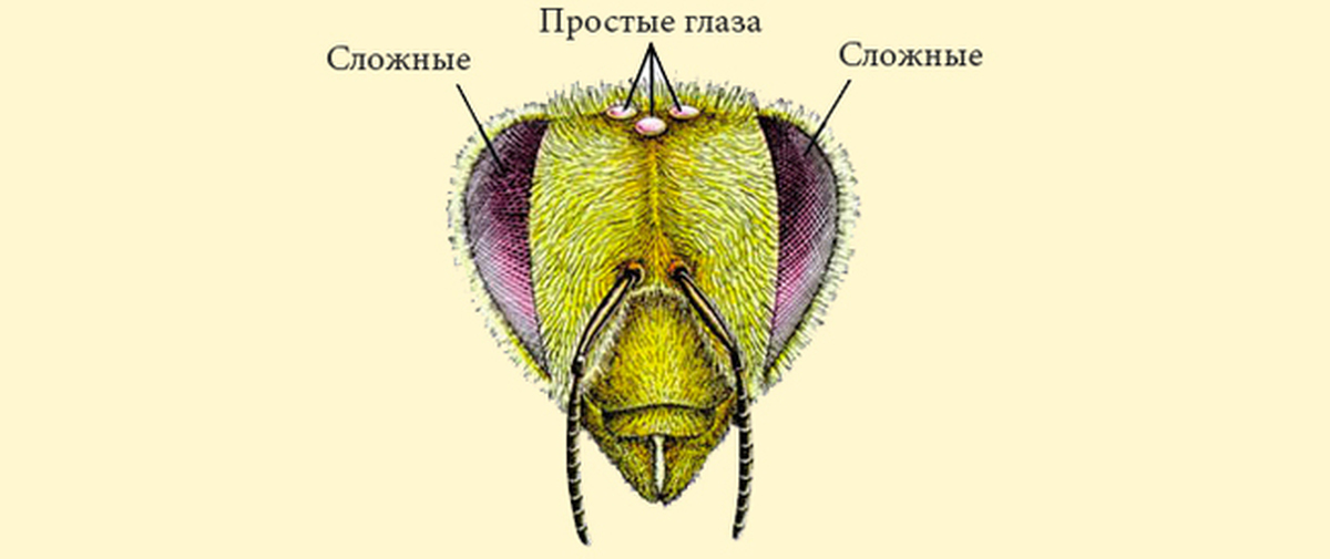 Органы зрения у насекомых. Строение фасеточного глаза пчелы. Глаза пчелы строение. Строение сложного глаза пчелы. Строение глаза мухи схема.