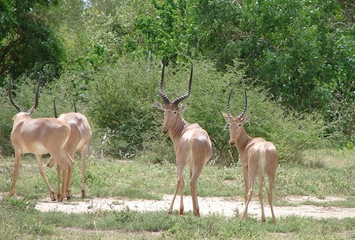 Hirola - Animals, The photo, Longpost