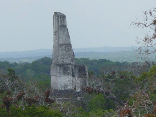 The realm of nature in Mayan cities - Temple, Mayan, Aztecs, Nature, wildlife, Mexico, Antiquity, Longpost