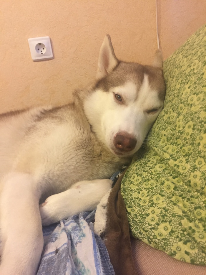 When you want to be human - My, Husky, Humanity