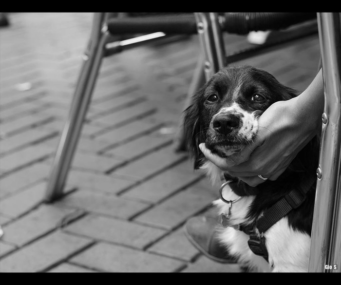 Portrait of a man friend - My, The photo, Photographer, My, Pets, A selection, Longpost, Dog