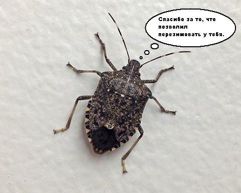 Title. - My, House insect, Bedbugs